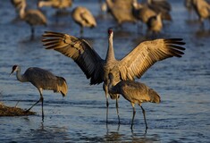 Cranes: Flying giant returning to Ireland after 300 years