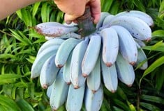 blue bananas