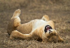 Hilarious Early Entries From the 2021 Comedy Wildlife Photography Awards