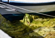 «Πράσινη παλίρροια» στο λιμάνι της Πρέβεζας- Πώς εξηγείται το φαινόμενο