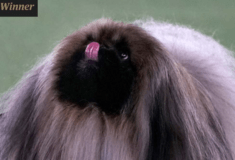 Ο μικρός Γουασάμπι σάρωσε στον διάσημο διαγωνισμό σκύλων του Westminster Kennel Club