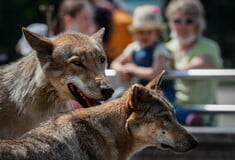 Λύκοι κυνηγούν ηθοποιούς επί σκηνής, σε σόου στην Κίνα που προκάλεσε ανησυχία (Βίντεο)