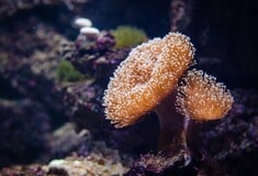 Unesco: Ο Μεγάλος Κοραλλιογενής Ύφαλος πρέπει να συμπεριληφθεί στη λίστα με τα μνημεία που κινδυνεύουν λόγω κλιματικής αλλαγής