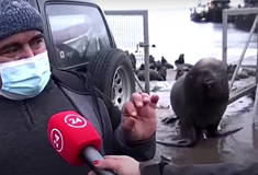 Viral βίντεο με θαλάσσιο ελέφαντα που διακόπτει συνέντευξη στη Χιλή 