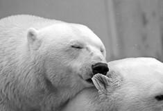 Κλιματική αλλαγή: Ευάλωτο στην υπερθέρμανση το «τελευταίο καταφύγιο» των πολικών αρκούδων