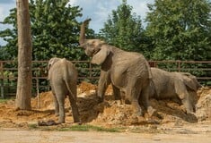 Αγέλη ελεφάντων «25 τόνων» θα μεταφερθεί από ζωολογικό κήπο της Βρετανίας στην άγρια φύση της Κένυας - «Παγκόσμια πρωτιά
