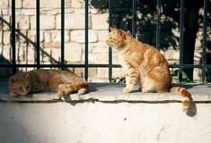 Η πρώτη προφυλάκιση για ζωοκτονία στην Ελλάδα- 23χρονος που σκότωσε γάτα