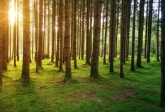 Η εκκωφαντική σιγή της φύσης: Αυτά είναι τα πιο ήσυχα μέρη στη γη 
