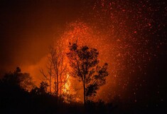 Greenpeace: Μύθοι και αλήθειες για τις πυρκαγιές