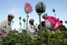 Το όπιο του Αφγανιστάν: Πώς και πόσα χρήματα βγάζουν οι Ταλιμπάν
