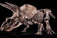 Σε δημοπρασία ο μεγαλύτερος σκελετός Τρικεράτοπα- Ποιος ήταν οι διάσημος «Big John»