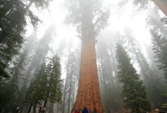 World’s largest tree wrapped in fire-resistant blanket as California blaze creeps closer