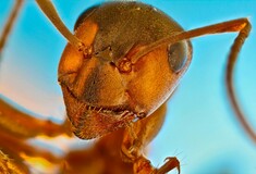 Ο αόρατος μικρόκοσμος σε ανθρώπινη κλίμακα: Οι νικητές του διαγωνισμού μικροφωτογραφίας της Nikon