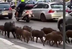 «Οικογένεια» με 12 αγριογούρουνα έκανε βόλτα στους δρόμους της Ρώμης [ΒΙΝΤΕΟ]