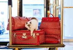 Αριστογάτες στο Παρίσι: Ο μικρός Σόκρατες είναι ο γάτος - πρωταγωνιστής του Le Bristol