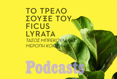 Πώς ο ficus lyrata έφτασε από το Καμερούν στo σπίτι μας;