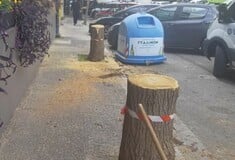 Το ξυλοφάγο έντομο που απειλεί τις μουριές της Αθήνας