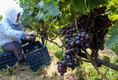 Στη Γουμένισσα, στη μικρή και πλούσια γη του κόκκινου κρασιού 