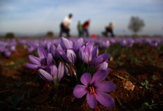 Κρόκος Κοζάνης: Συγκομιδή σε μωβ χωράφια μετά την βροχή