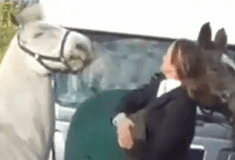 Οργή για την γυναίκα που κλωτσάει και χτυπά ένα άλογο- «Πραγματικά θλιβερό»