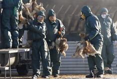 Η γρίπη των πτηνών εξαπλώνεται σε Ευρώπη και Ασία