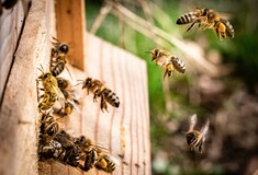 Μελέτη: Κάποιες μέλισσες «ουρλιάζουν» για να προειδοποιήσουν την κυψέλη για σφήκες