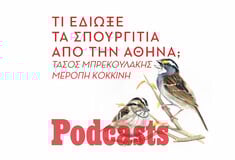 ΠΕΜΠΤΗ 25/11 - ΕΧΕΙ ΠΡΟΓΡΑΜΑΤΙΣΤΕΙ-ΗΧΗΤΙΚΟ ΣΕ ΛΙΓΟ-Μα γιατί εξαφανίστηκαν τα σπουργίτια από την Αθήνα;