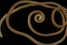 «Σαρανταποδαρούσα» με πάνω από 1.300 πόδια ανακαλύφθηκε στην Αυστραλία - Η ελληνική ονομασία του