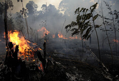 Βραζιλία: Τουλάχιστον 17 εκατ. ζώα σκοτώθηκαν σε πυρκαγιές του 2020