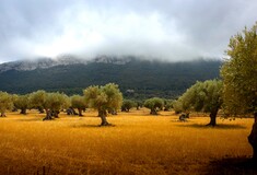 Με 400 διεθνή βραβεία έχει τιμηθεί Έλληνας ελαιοπαραγωγός για «την ποιότητα και την καινοτομία»