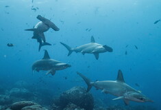 Αυξήθηκαν πέρυσι οι επιθέσεις από καρχαρίες, έπειτα από τρία χρόνια πτώσης