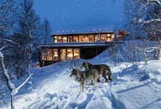 Σώθηκαν «για φέτος», με δικαστική απόφαση, οι λύκοι της Νορβηγίας