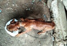 Κρήτη: Σκύλος βρέθηκε αλυσοδεμένος και αποστεωμένος- Στο Αυτόφωρο ο κηδεμόνας