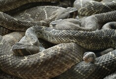 Έκρυψε 52 ζωντανά φίδια και σαύρες στο παντελόνι του για να τα εισάγει στις ΗΠΑ