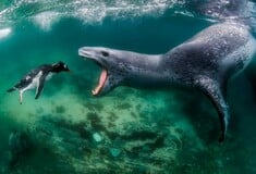 World Nature Photography Awards: 15 εντυπωσιακές φωτογραφίες