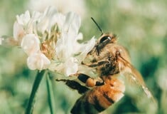 Μια πόλη κρύβει τις μηχανές του γκαζόν για έναν μήνα για να βοηθήσει τις μέλισσες