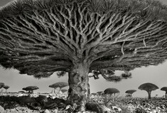 Τριάντα αρχαία δέντρα άνω των 2.000 ετών στέκονται ακόμα στον πλανήτη