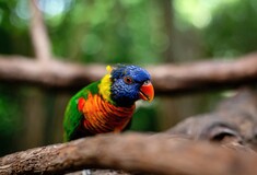 Έρευνα: Τα πτηνά που ζουν κοντά στον ισημερινό είναι πιο πολύχρωμα