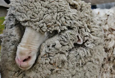 Ακούρευτος φυγάς για τρία χρόνια - Ελαφρύτερο κατά 18 κιλά μαλλί πρόβατο μετά τη «σύλληψή» του