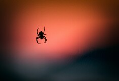 Αν βρείτε αράχνη στο σπίτι, μην τη σκοτώσετε, συμβουλεύουν οι ειδικοί