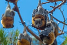 Η κλιματική κρίση μπορεί να τροφοδοτήσει μελλοντικές πανδημίες