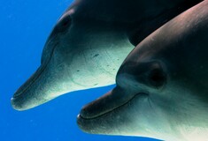 Οι Ρώσοι «έριξαν» δελφίνια εκπαιδευμένα από τον στρατό σε βάση της Μαύρης Θάλασσας