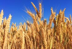 Η Ουκρανία κατηγορεί τη Ρωσία ότι κατέσχεσε 400.000 τόνους σιτηρών - Προειδοποίηση για «κίνδυνο λιμού»