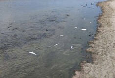 Κρήτη: Δεκάδες νεκρά ψάρια στις εκβολές του ποταμού Αποσελέμη