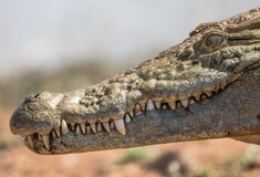 Man wrestles free from freshwater crocodile at remote Queensland waterfall