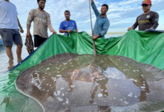 Watch a Giant Stingray’s Safe Return to Its River Home