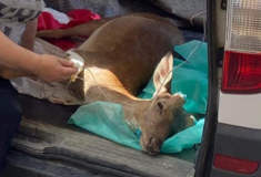 Ρόδος: Κυνηγοί εντόπισαν τραυματισμένο ελάφι και το διέσωσαν