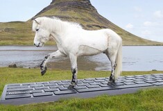 Πάτε διακοπές; Συνδέστε το email σας με άλογα στην Ισλανδία, που απαντούν με τα πόδια