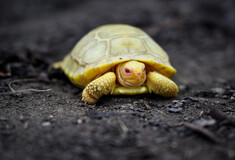 Για πρώτη φορά στα χρονικά: Γεννήθηκε αλμπίνο χελωνάκι των Γκαλαπάγκος σε ζωολογικό κήπο 