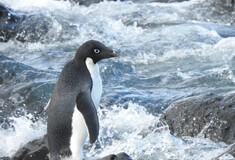 «Φωνακλάδες και αντικοινωνικοί»: Μέσα στο κέντρο προστασίας του υπό εξαφάνιση πιγκουίνου «hoiho» στη Νέα Ζηλανδία